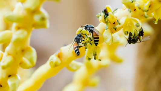 The Delicate Dance of Nam Hom Coconut Tree Pollination by Bees in Ratchaburi, Thailand: Impact on Seasonality and the Environment