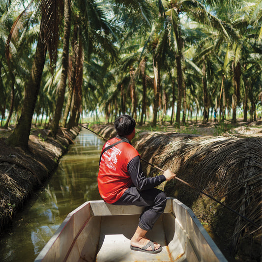 Why are Thai coconuts the best in the world?