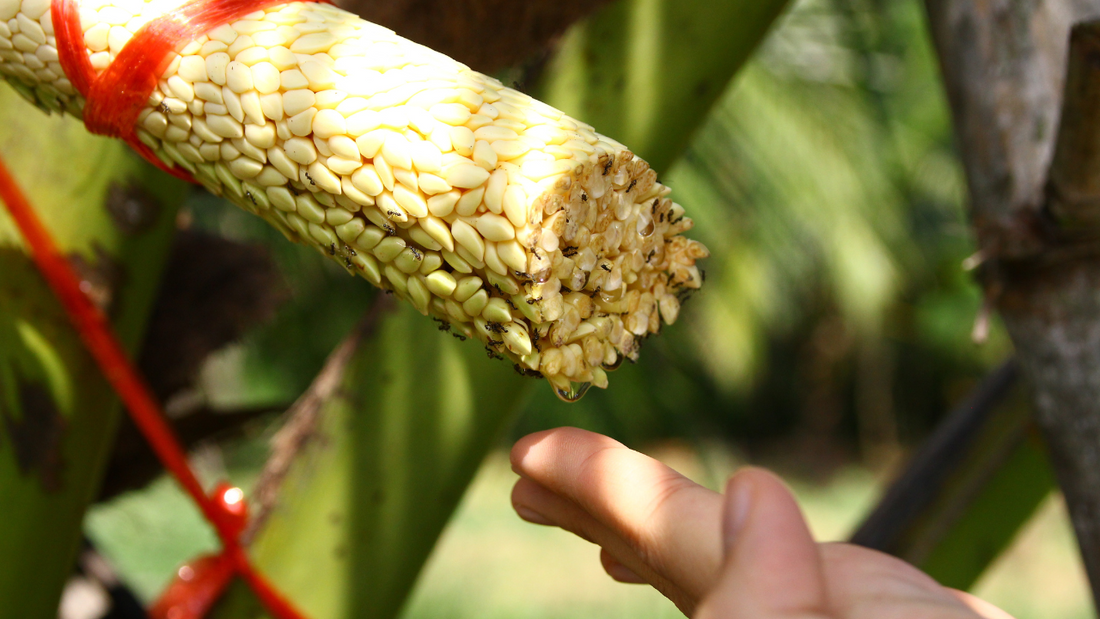 From Tree to Bottle: Copra's Organic Coconut Nectar