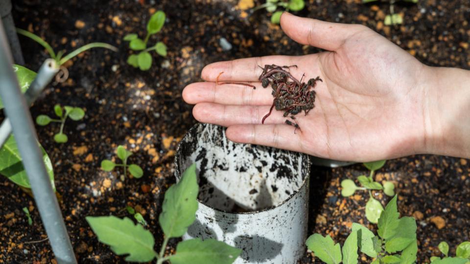 Earthworms: Heroes Of The Soil