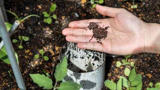 Earthworms: Heroes Of The Soil