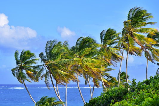 From Root to Fruit – Coconuts Are All About Sustainability