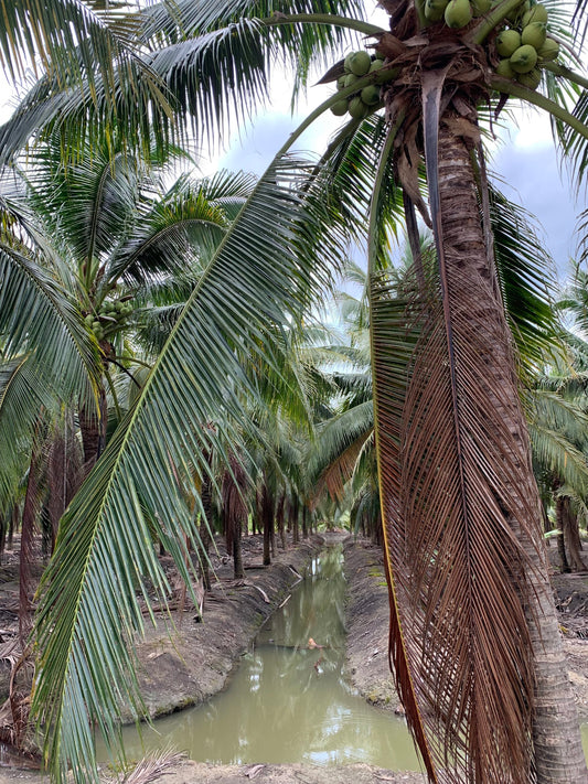 Young Coconut Seasonality