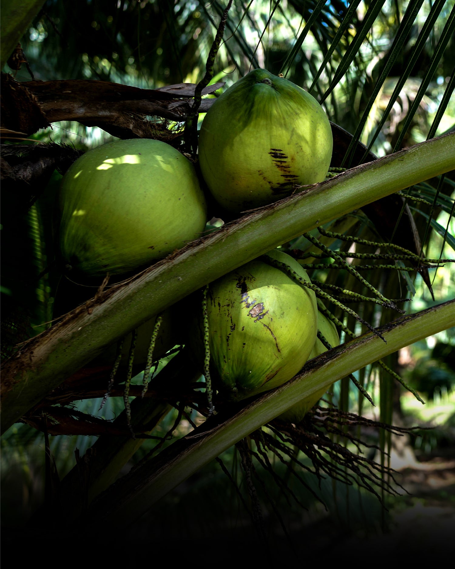 Nam Hom Coconuts on coconut tree before harvest for Copra Coconuts products