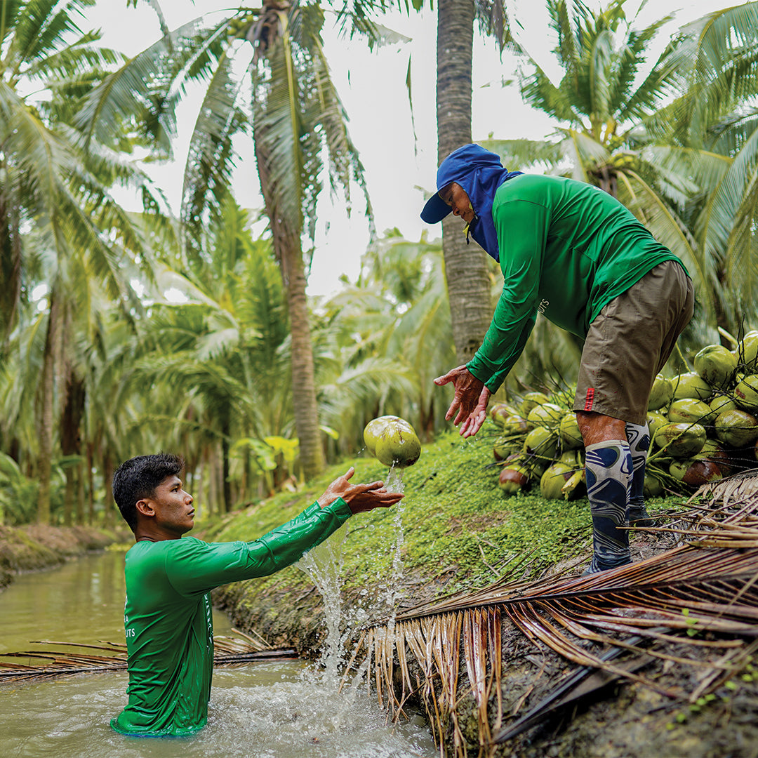 Copra Coconuts team harvesting young Nam Hom coconuts in Thailand