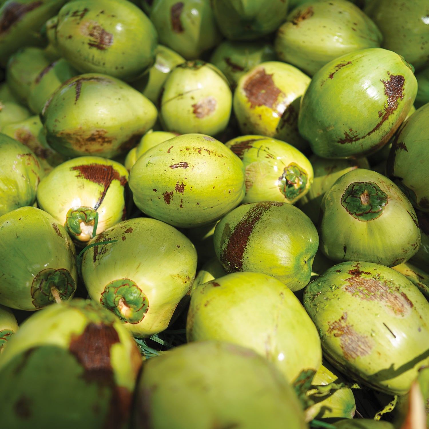 Copra's Blog All Things Coconuts