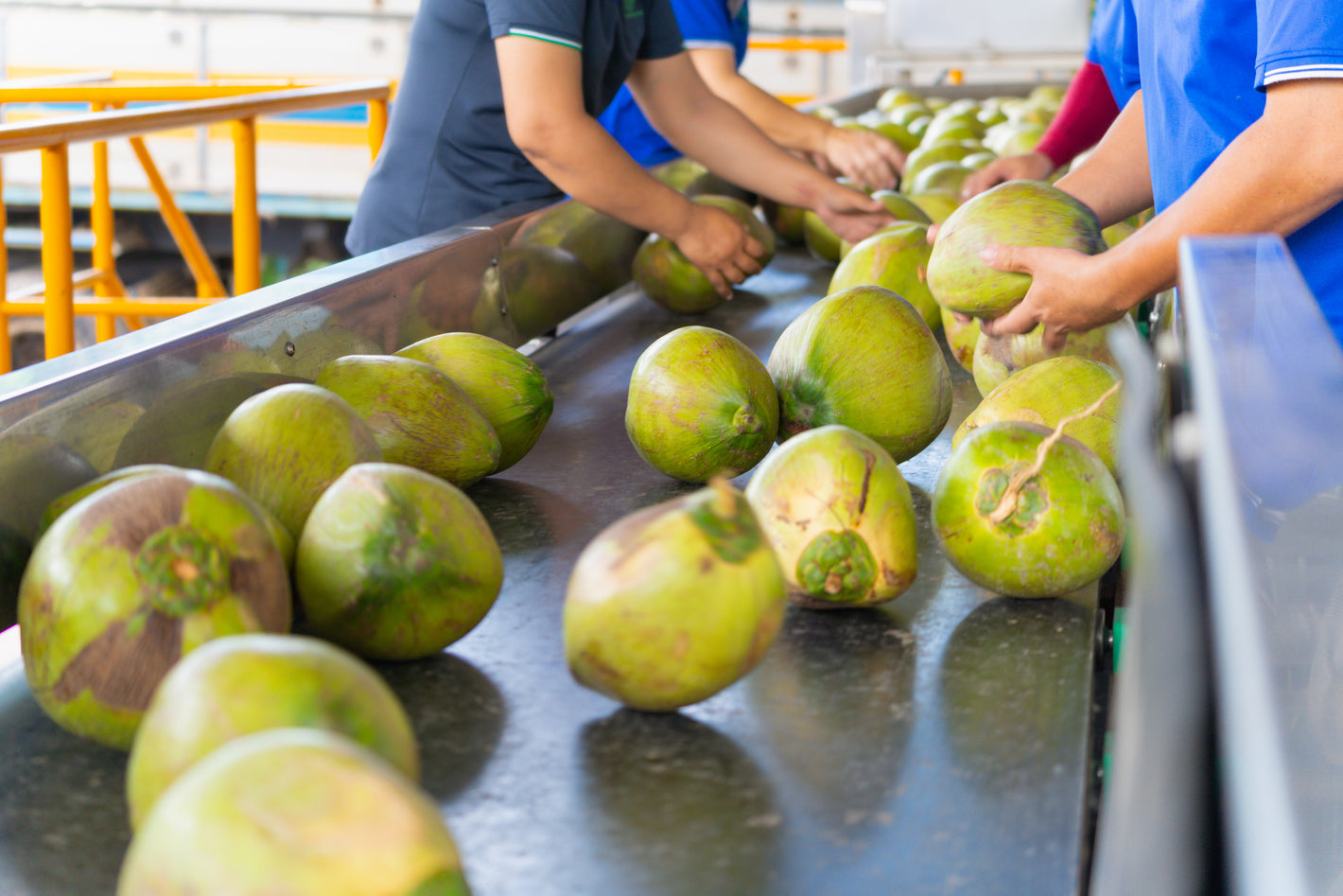 Copra Coconuts Quality Control