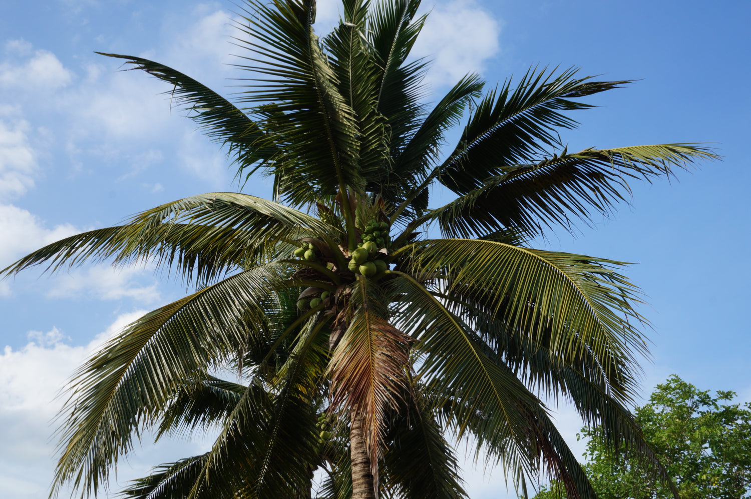 Coconut tree with Nam Hom coconuts before picking for use by Copra Cocouts
