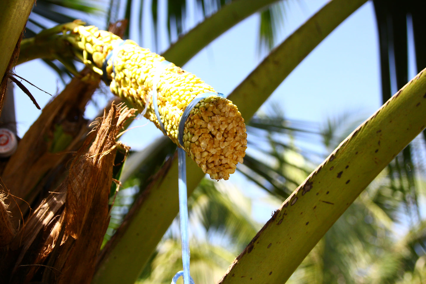 Organic Coconut Nectar from Copra Coconuts
