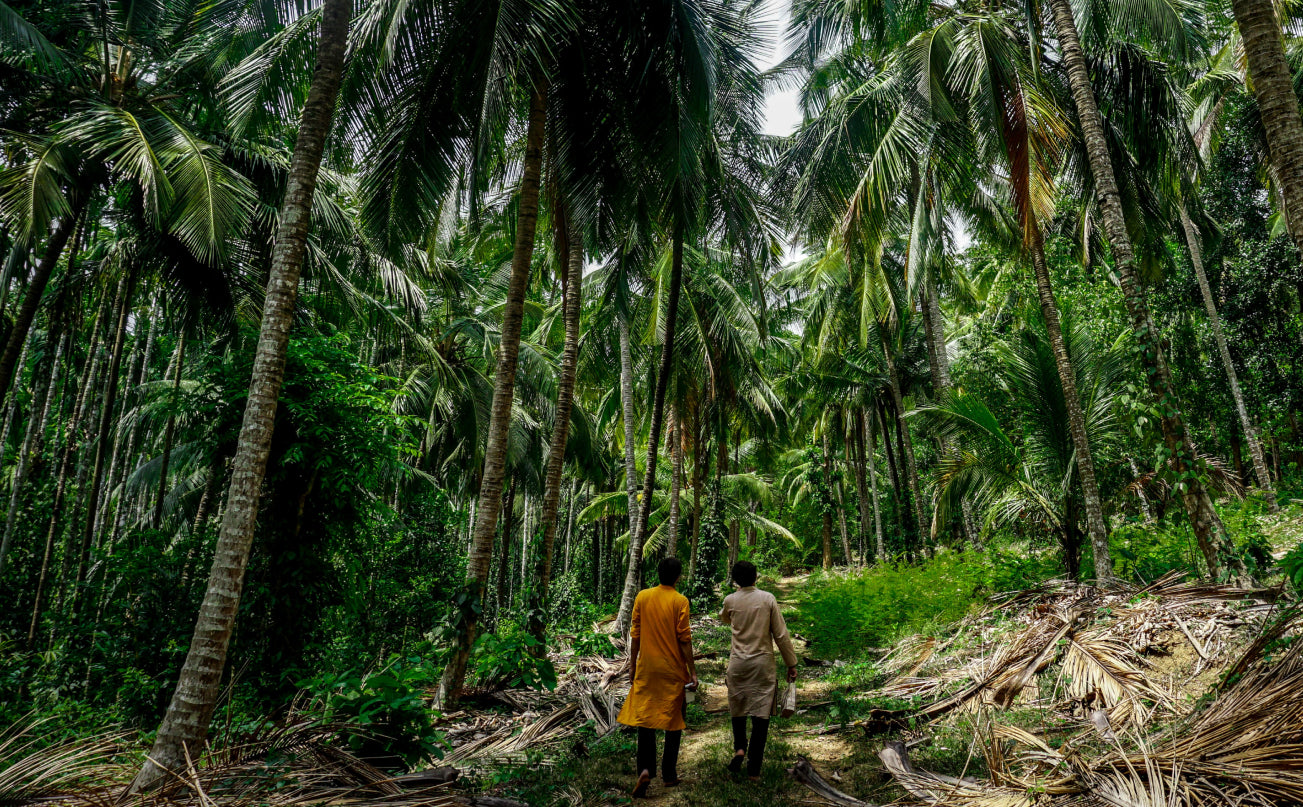 Copra Coconuts plantation in Thailand depicting two Copra Coconut team members harvesting  Nam Hom coconuts 