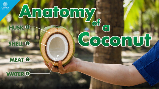 The Anatomy of a Coconut