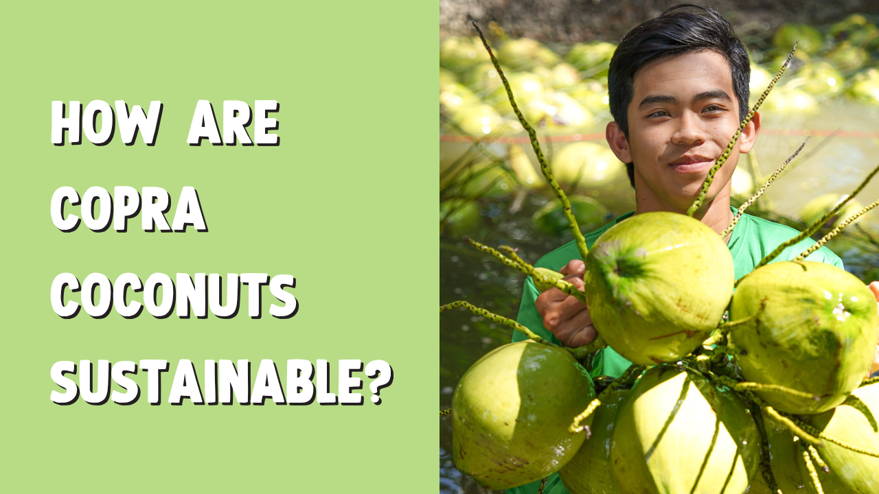 How are Copra Coconuts sustainable?