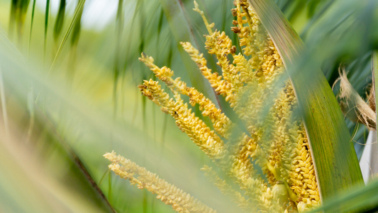 The Coconut Blossom: Discovering the Sweetness of Ratchaburi’s Coconut Groves