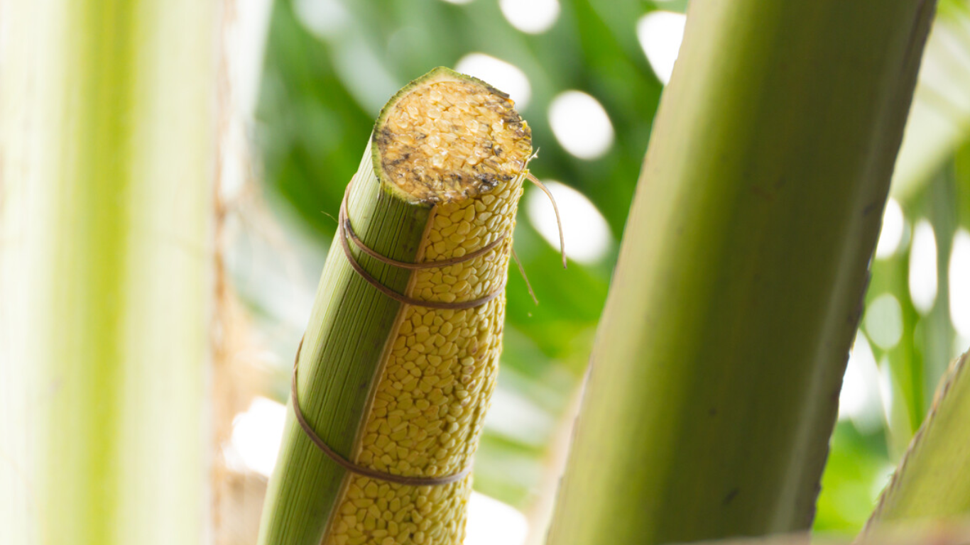 Harvesting Coconut Nectar: A Tradition Passed Down Through Generations ...