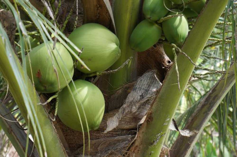 Why Coconut Water From Thailand is the Best in the World