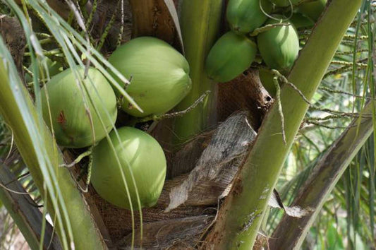 Why Coconut Water From Thailand is the Best in the World