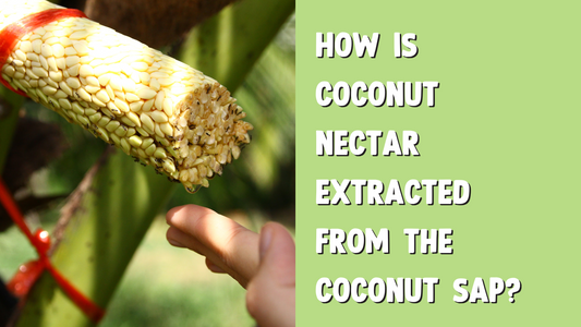 How is nectar extracted from coconut sap?