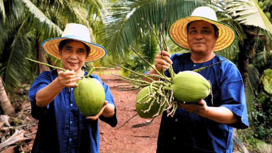 World Coconut Day: Honoring the Heritage of Coconuts