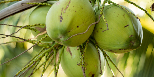 Thai Nam Hom Coconuts: A Tropical Delight Packed with Health Benefits