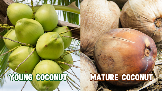 The Coconut’s Journey: Young vs. Mature – What’s the Difference?