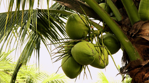 The Superfood Trend for 2025: Why Coconut Deserves the Spotlight