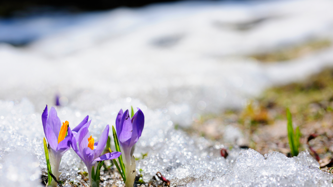 Spring Has Arrived: A Season of Renewal and Joy