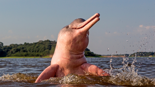 Endangered Creatures: River Dolphins