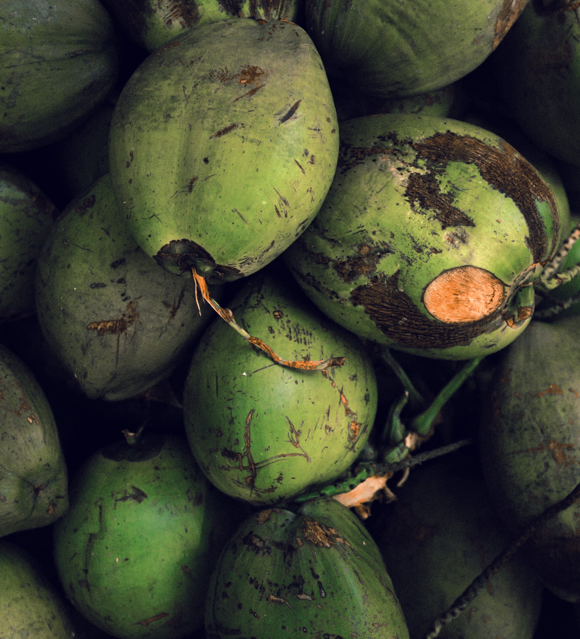 Wholesale & Retail Coconut Ingredients – Copra Coconuts