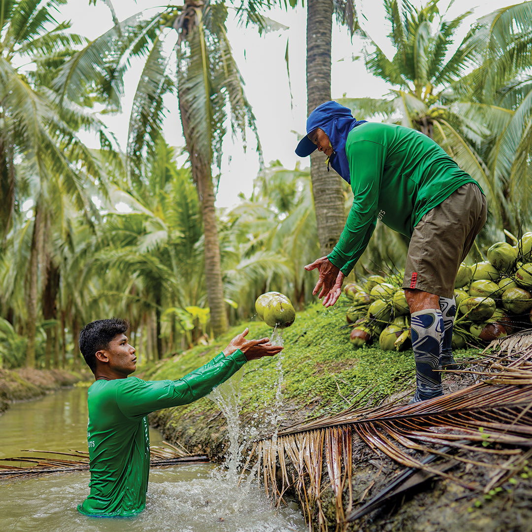 Copra Coconuts team harvesting young Nam Hom coconuts in Thailand 
