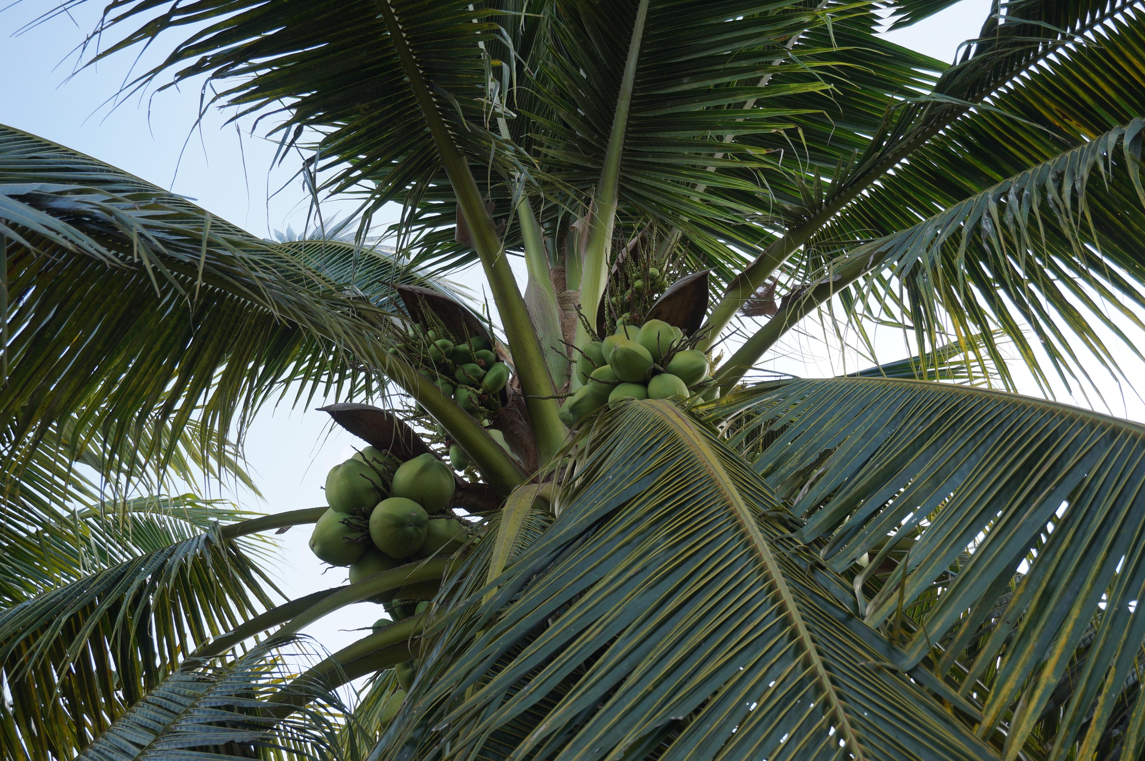 Coconut tree full of Nam Hom coconuts ready for harvest for making Copra Coconuts products.