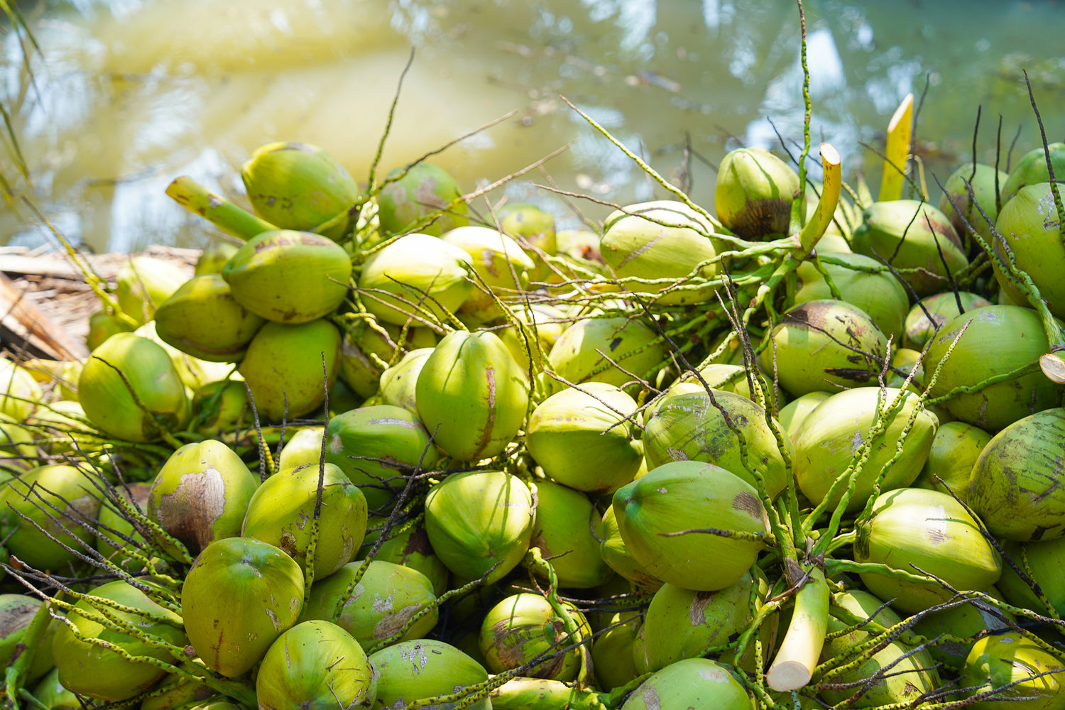 Copra Coconuts 
