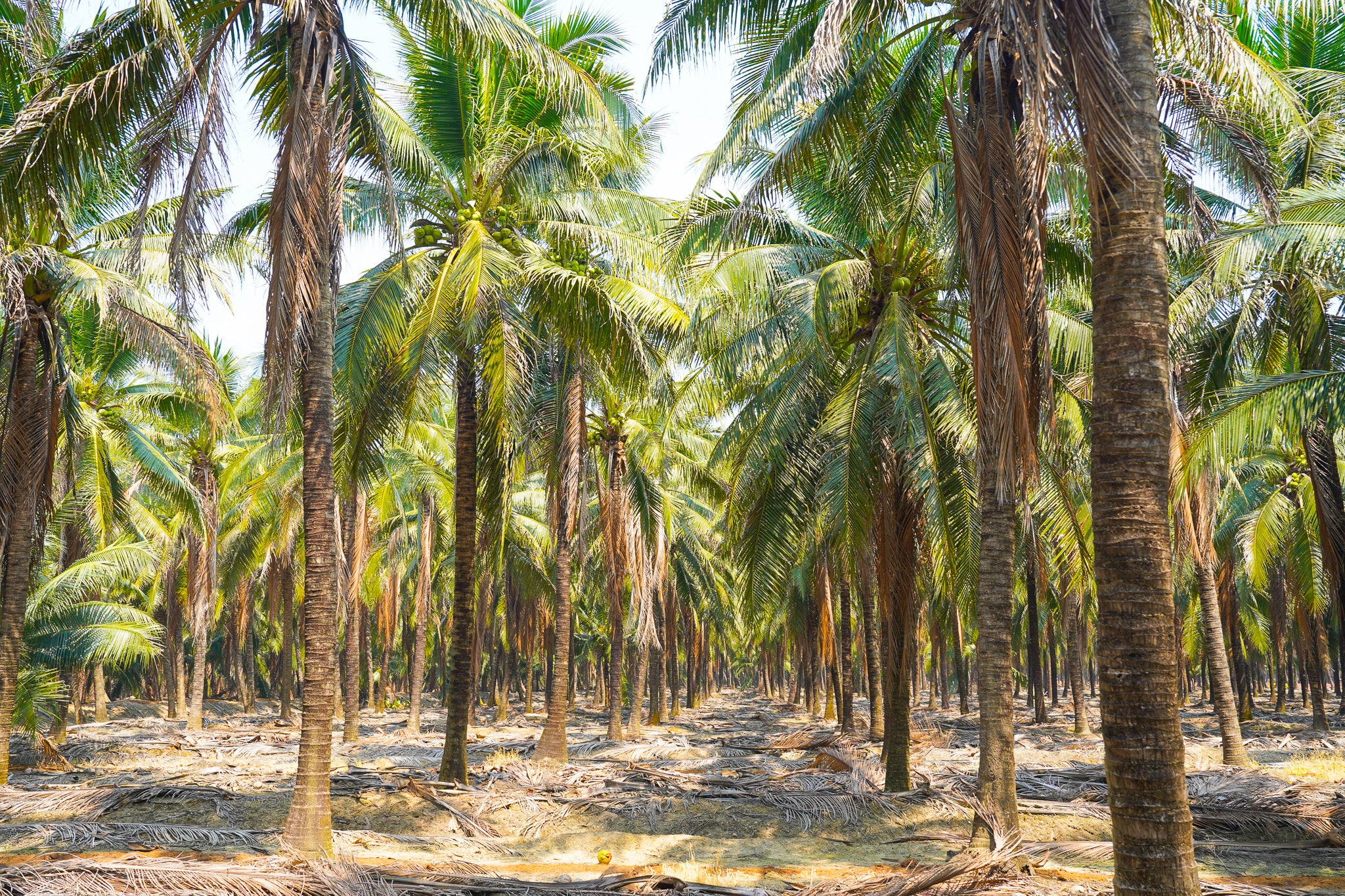 Coconut Palm Trees in Ratchaburi, Thailand 