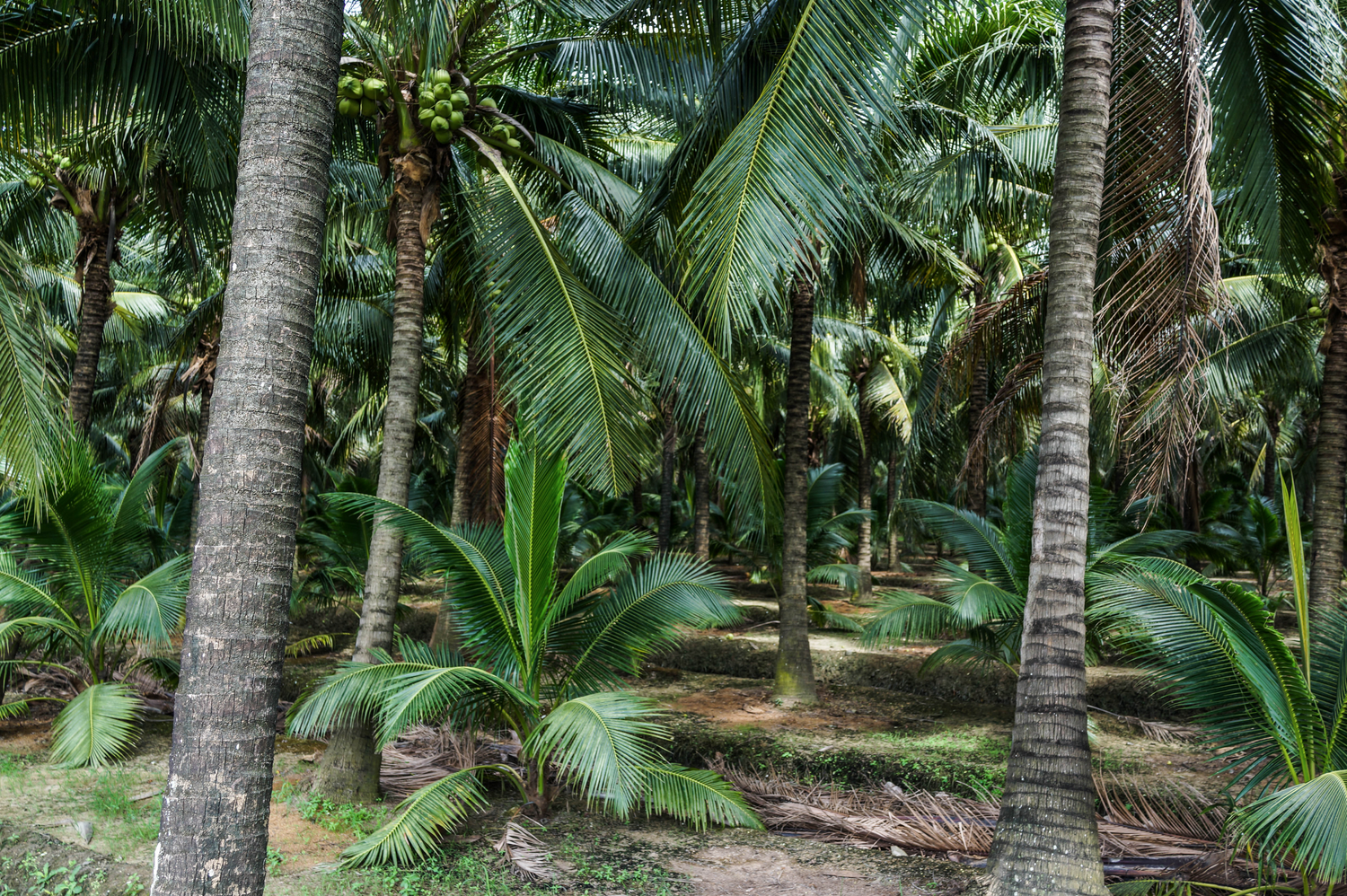 Coconut plantation in Thailand where Copra Coconuts harvests its  Nam Hom coconuts 